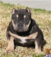 american pit bull puppy posted by Exotic Bully